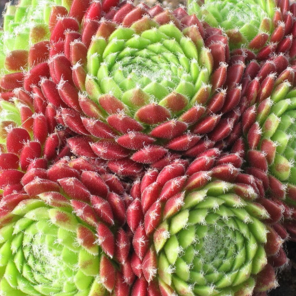 plantas suculentas cantabricas sempervivum cantabricum