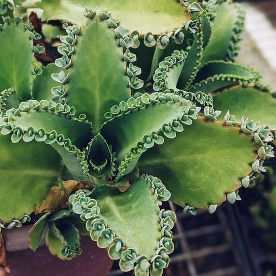 plantas suculentas kalanchoe bergeri