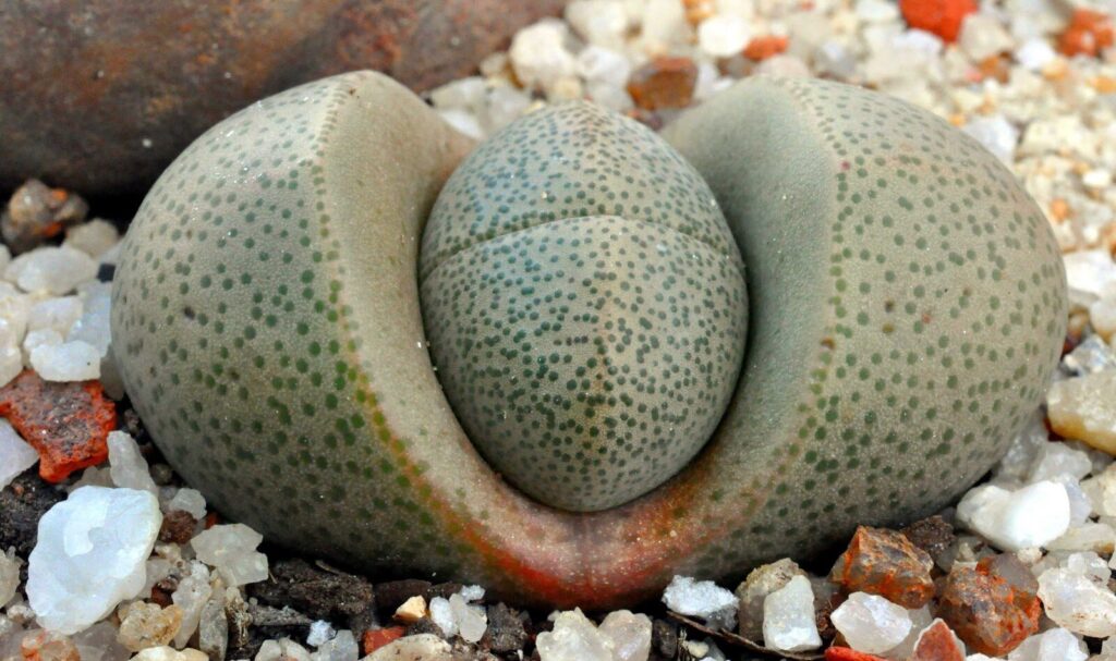 pleiospilos bolusii guia de cuidados