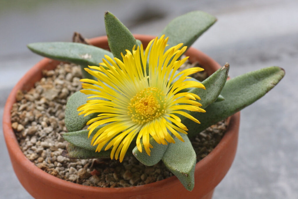 pleiospilos compactus guia de cuidados