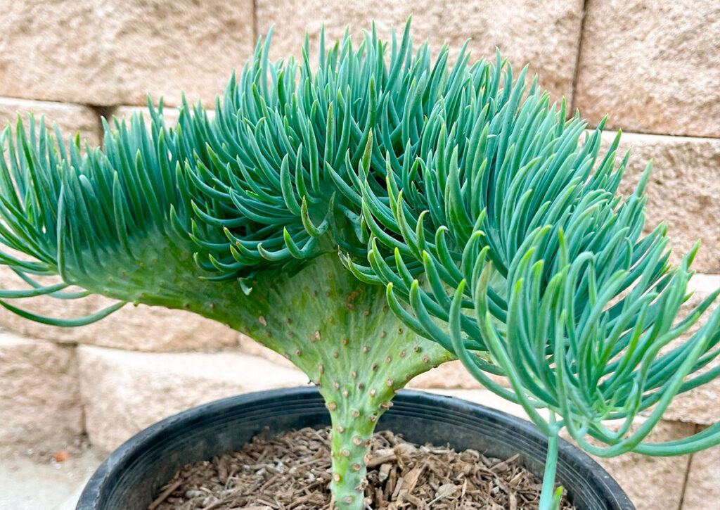 pleiospilos longibracteatus guia completa