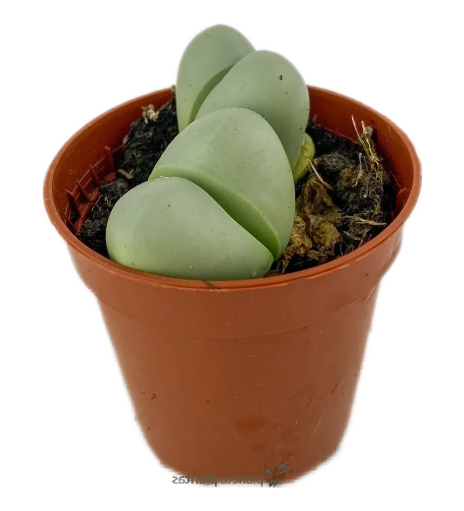 pleiospilos pedunculata cuidados y cultivo