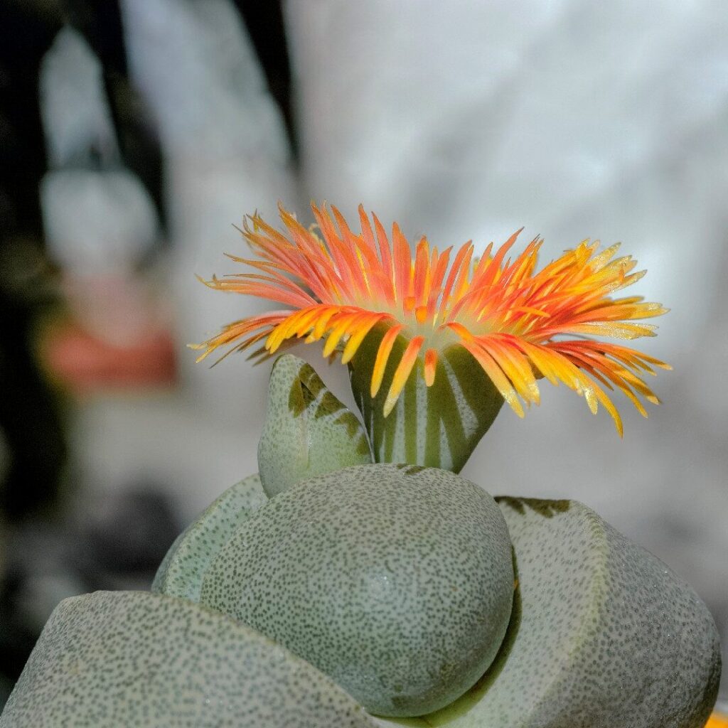 pleiospilos tricolor guia completa