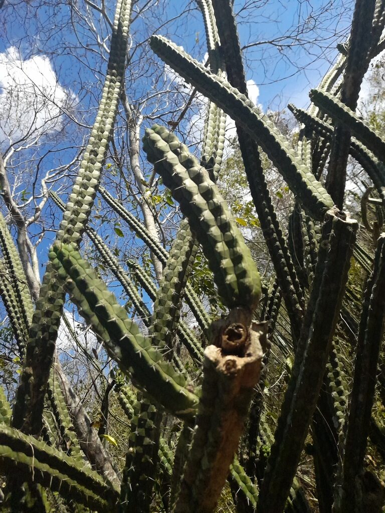 rauhocereus guia completa