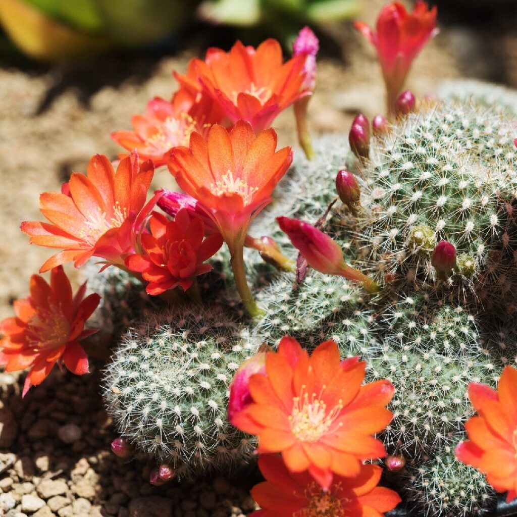 rebutia guia completa