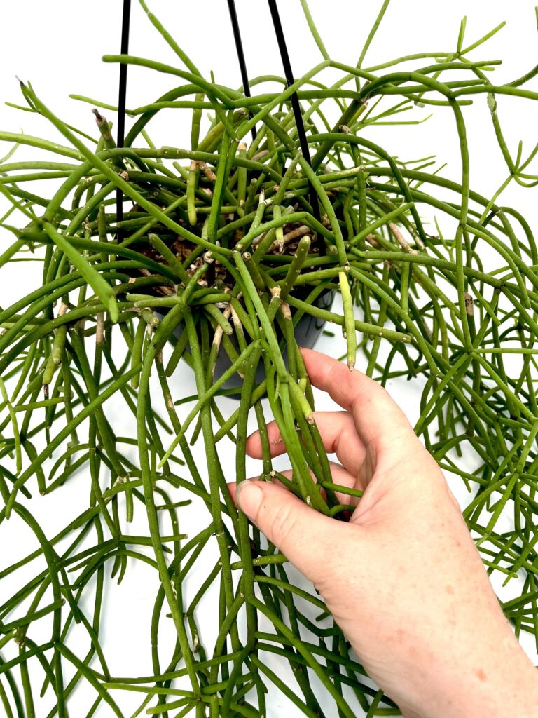 rhipsalis agudoensis guia completa