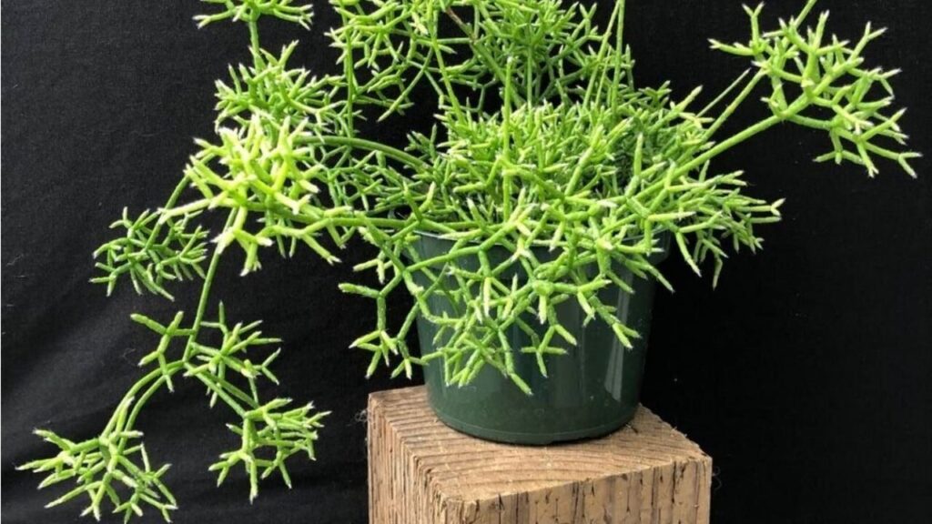 rhipsalis amminia guia completa