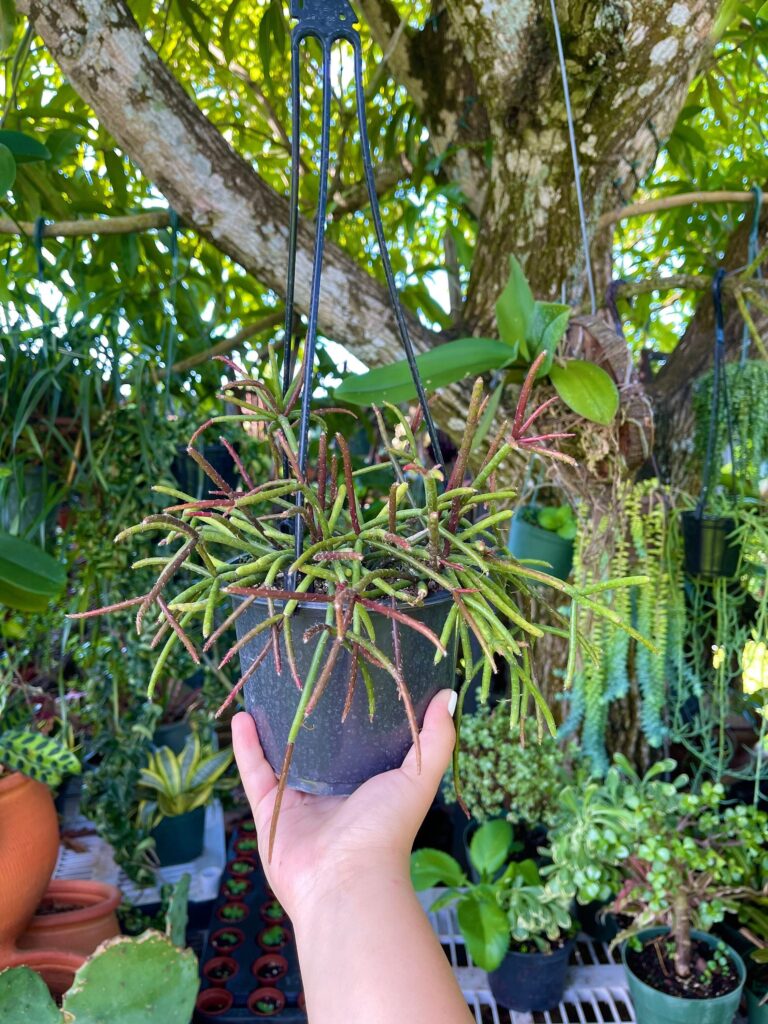 rhipsalis biflora guia completa