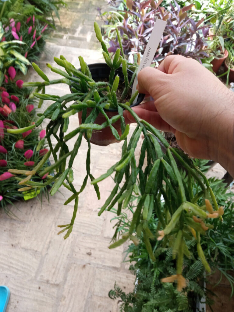 rhipsalis cereuscula violacea guia completa