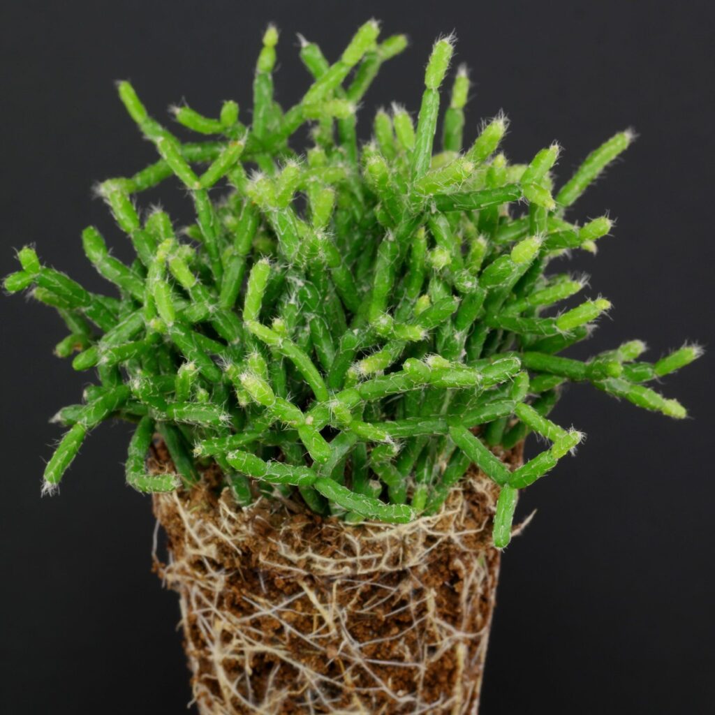 rhipsalis clavata guia completa