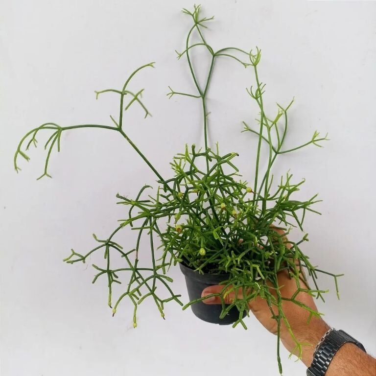 rhipsalis crassipes guia completa