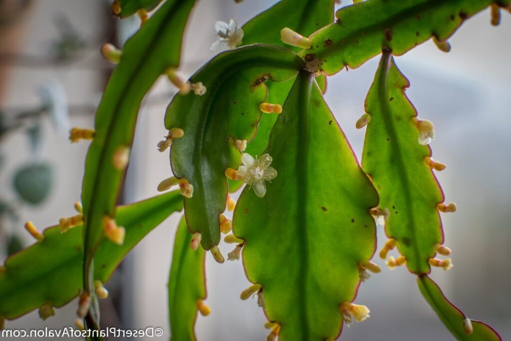 rhipsalis crispata cuidados y consejos