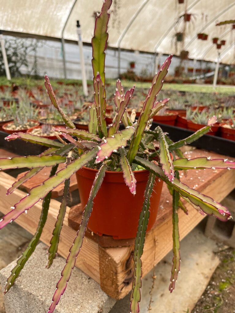 rhipsalis cruciformis guia completa