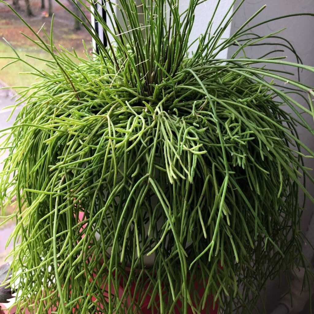 rhipsalis erythrocephala cuidados y consejos