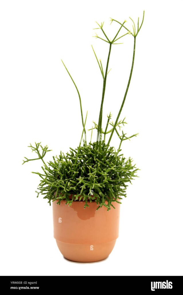 rhipsalis floribunda guia completa