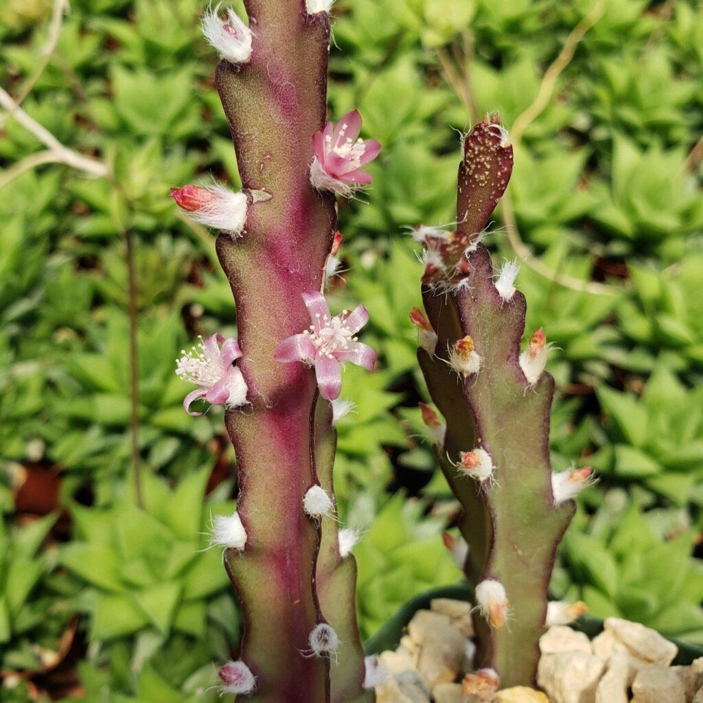 rhipsalis gracilis guia completa