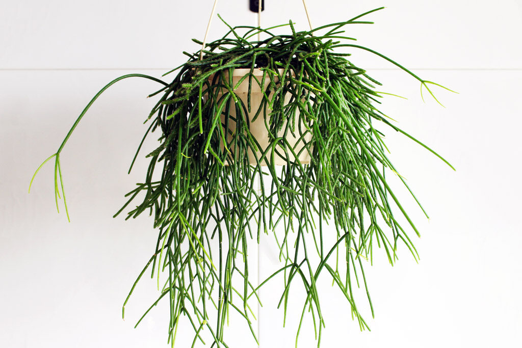 rhipsalis hoelleriana guia completa