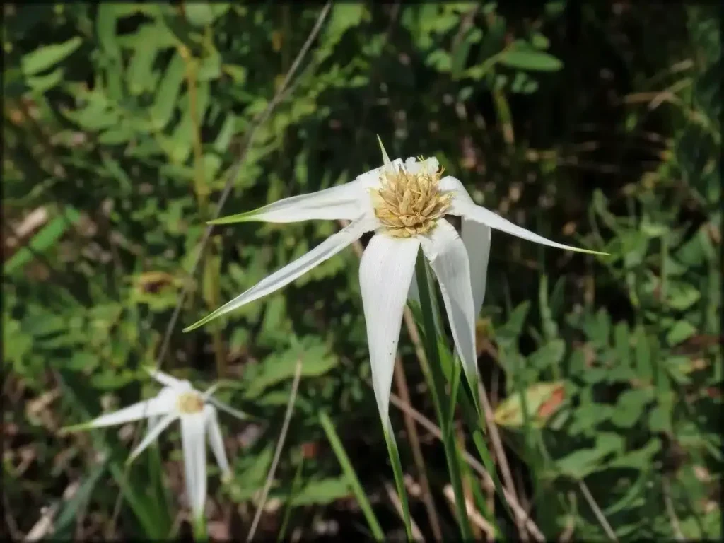 rhipsalis latifolia guia completa