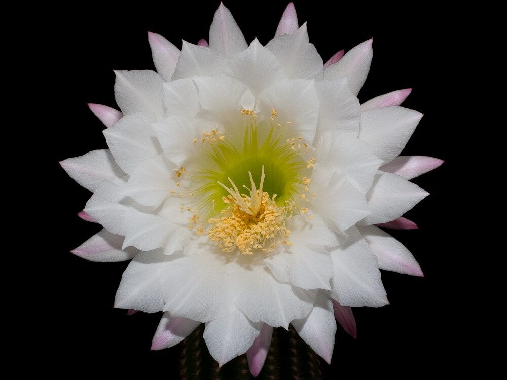 sclerocactus guia completa