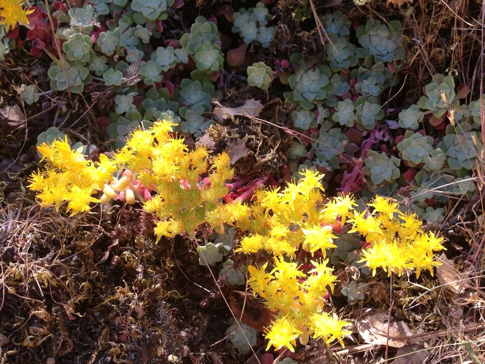 sedum de cincopetalas