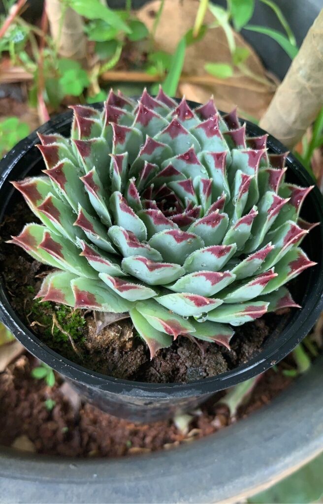 sempervivum calcareum guia completa de cuidados y cultivo de suculentas