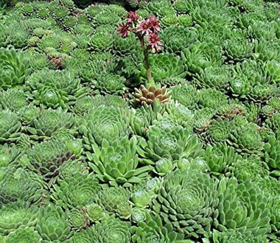 sempervivum corsicum la suculenta resistente de corcega