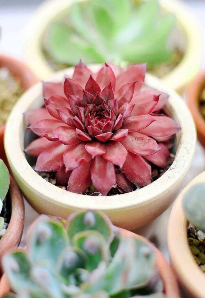 sempervivum fedtschenkoi la suculenta exotica