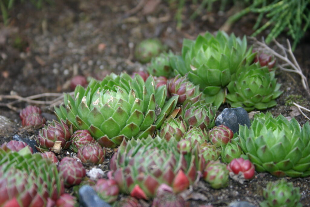 sempervivum marmoreum todo sobre esta suculenta