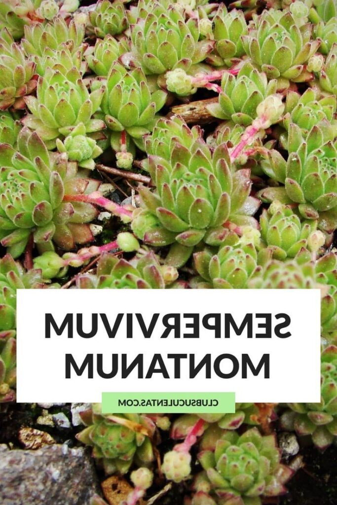 sempervivum montanum la suculenta de montana