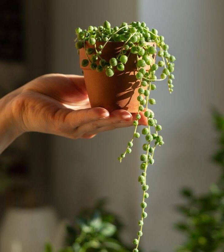 senecio amaniensis guia completa