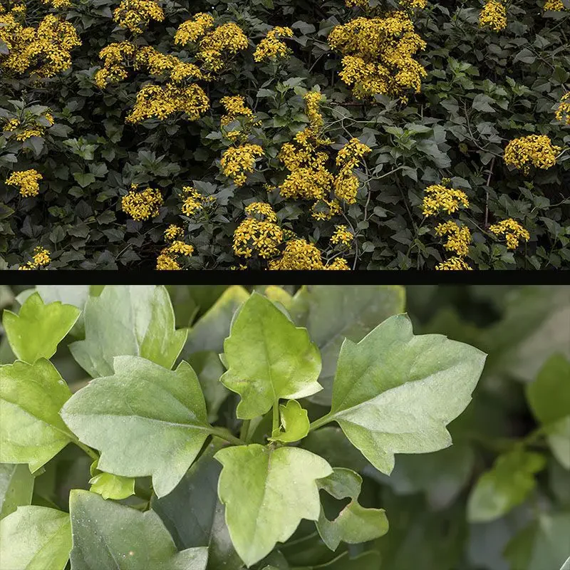 senecio angulatus guia completa