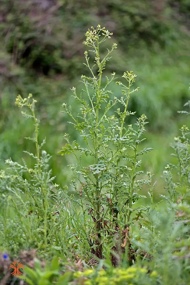 senecio artimisiaefolius guia completa