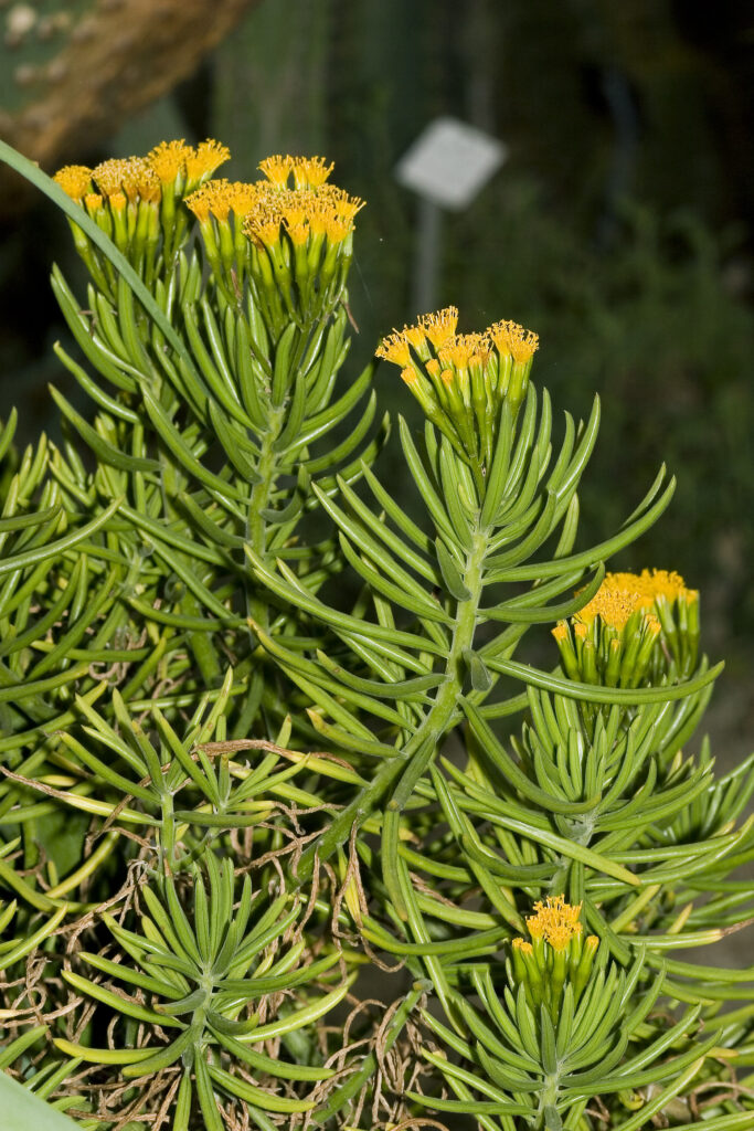 senecio barbertonicus himalaya guia de cuidados