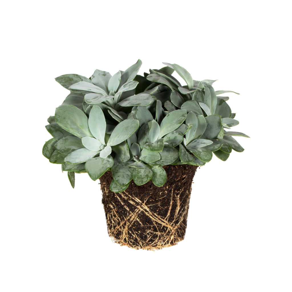 senecio baumii cuidados y cultivo