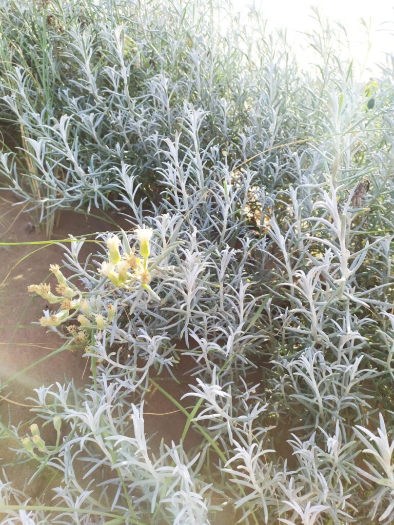 senecio bergii guia completa