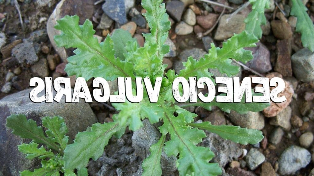 senecio boliviensis guia completa