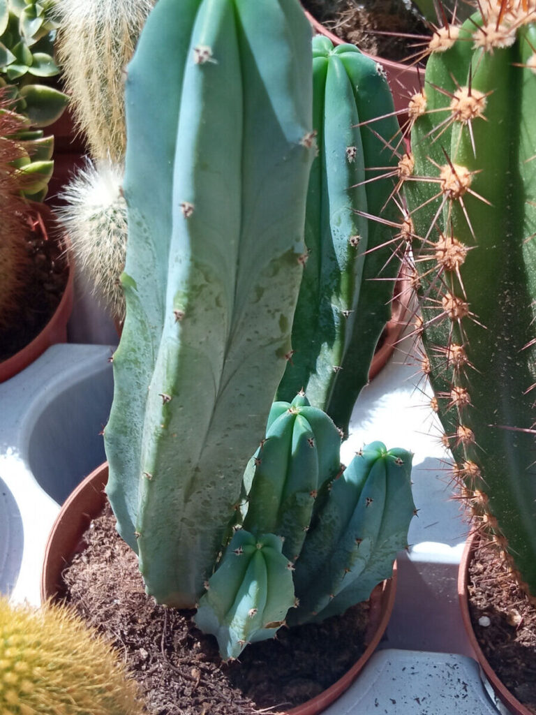 senecio bridgesii guia completa