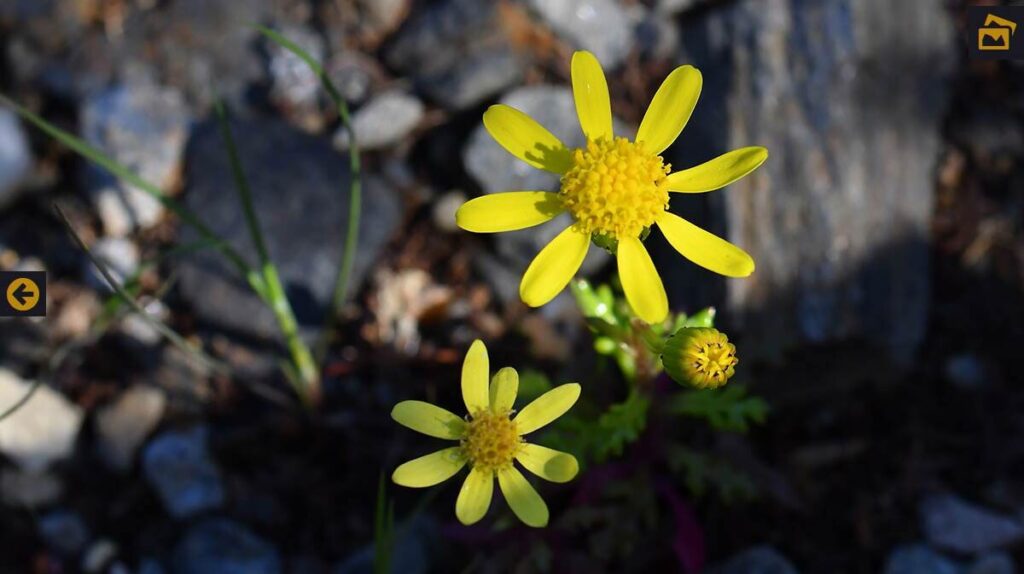 senecio christii guia completa