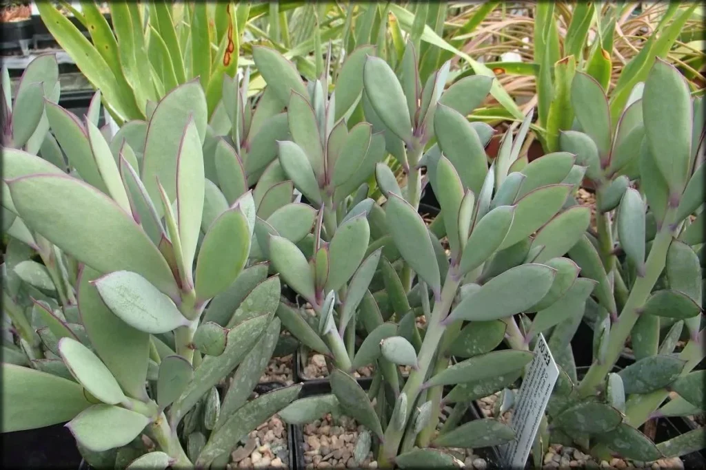 senecio crassifolius guia completa