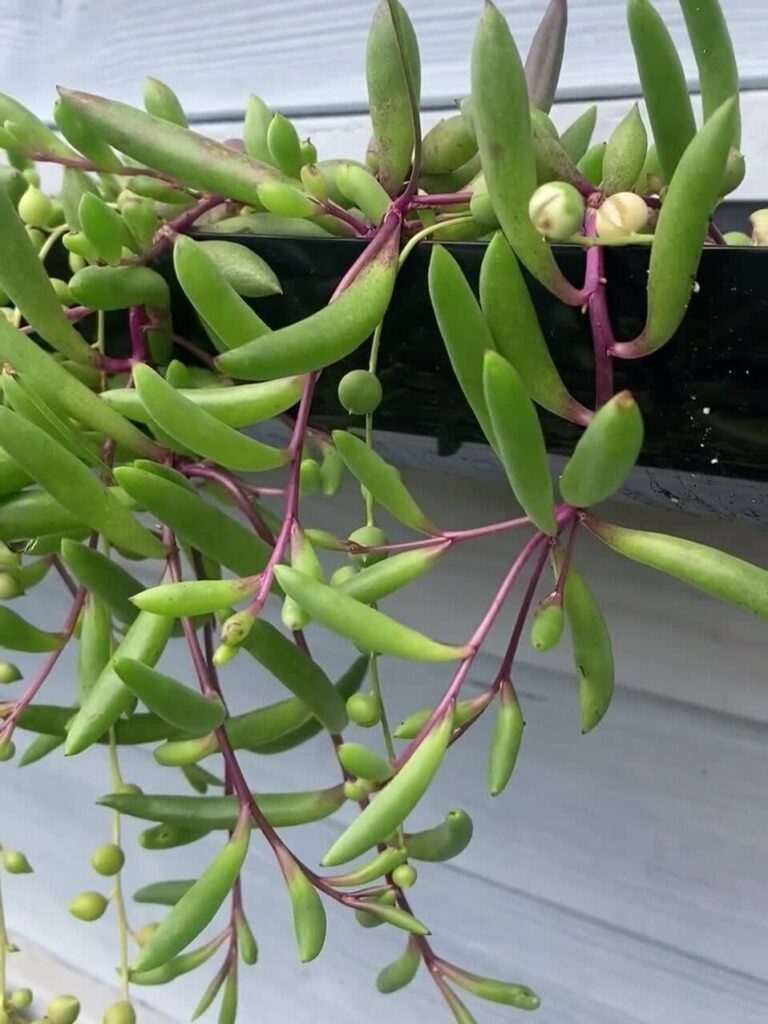 senecio deltoideus guia completa