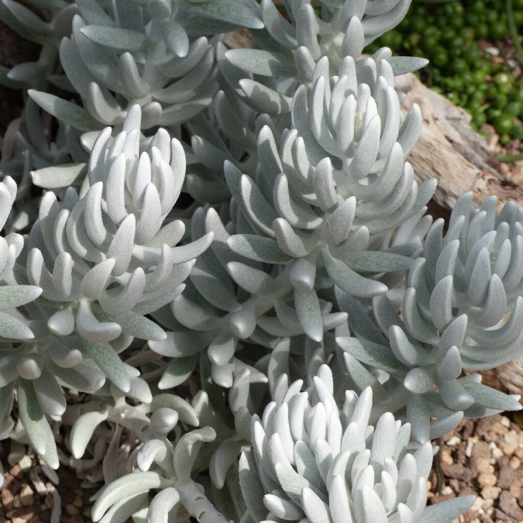 senecio haworthii guia completa