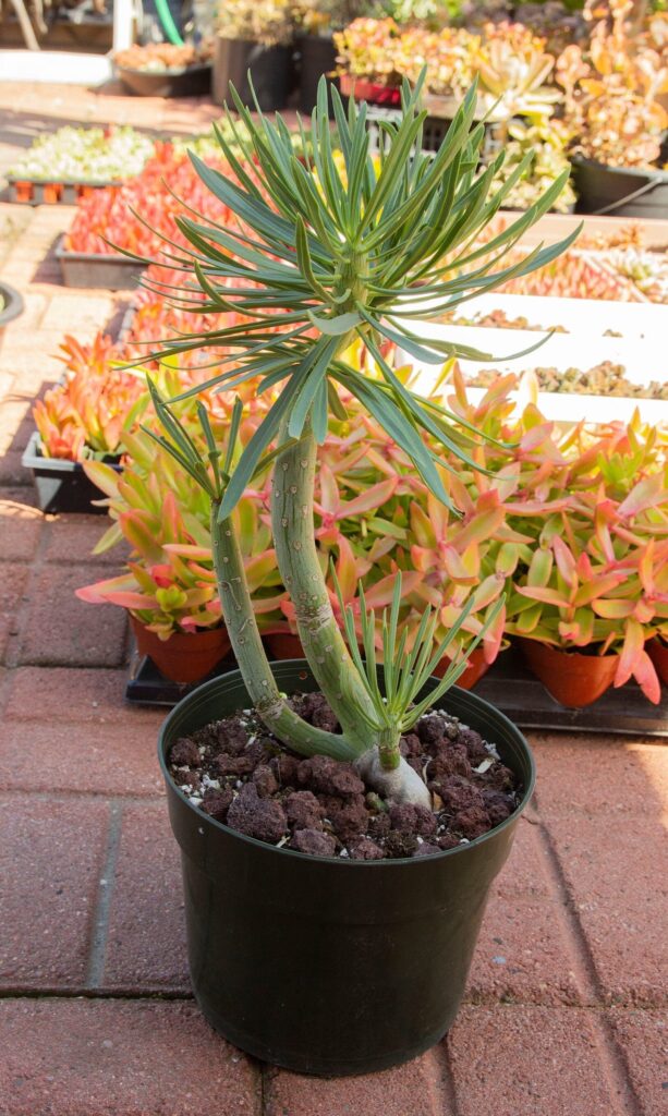 senecio kleinia guia completa de cuidados