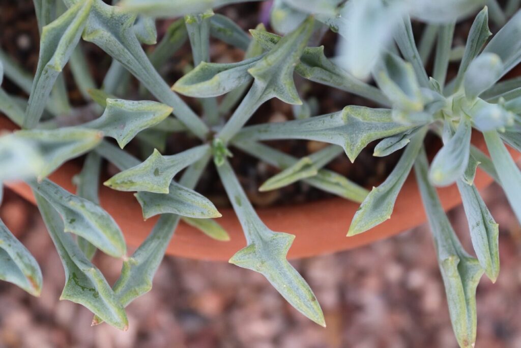 senecio kleiniiformis guia completa