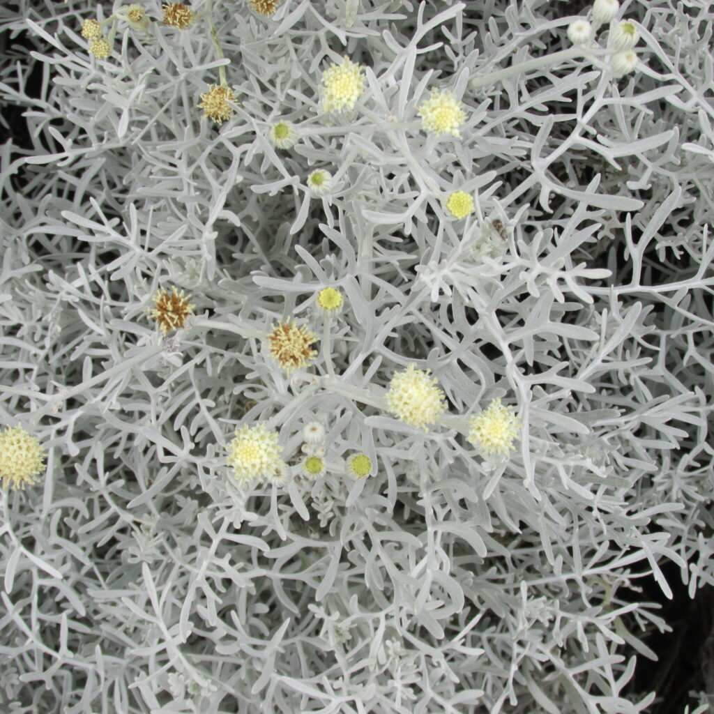 senecio leucostachys guia completa