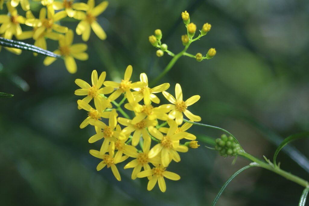 senecio linearifolius guia completa