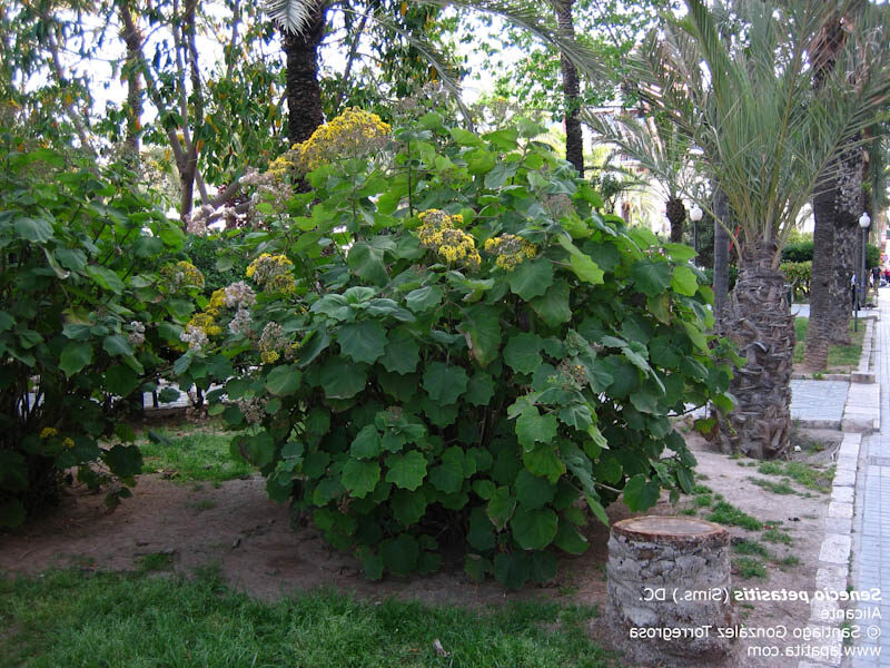 senecio petasitis cuidados y caracteristicas