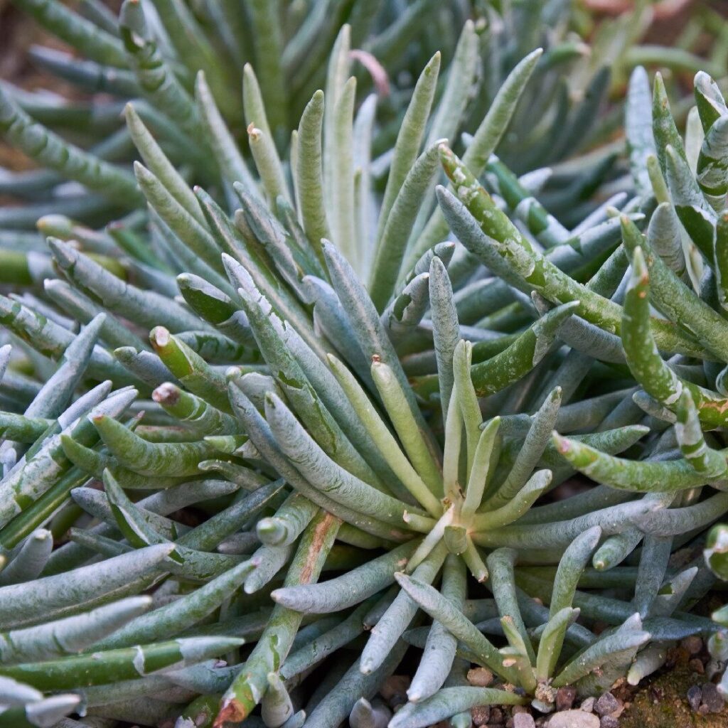 senecio scaposus guia completa