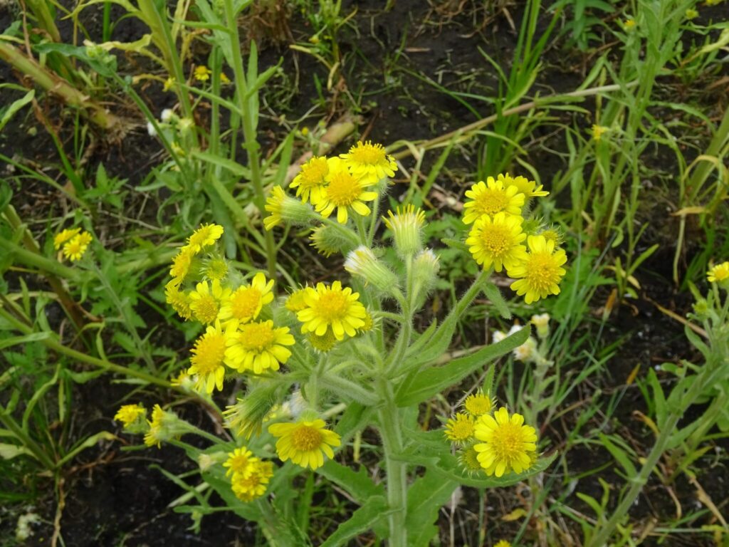 senecio speciosus guia completa