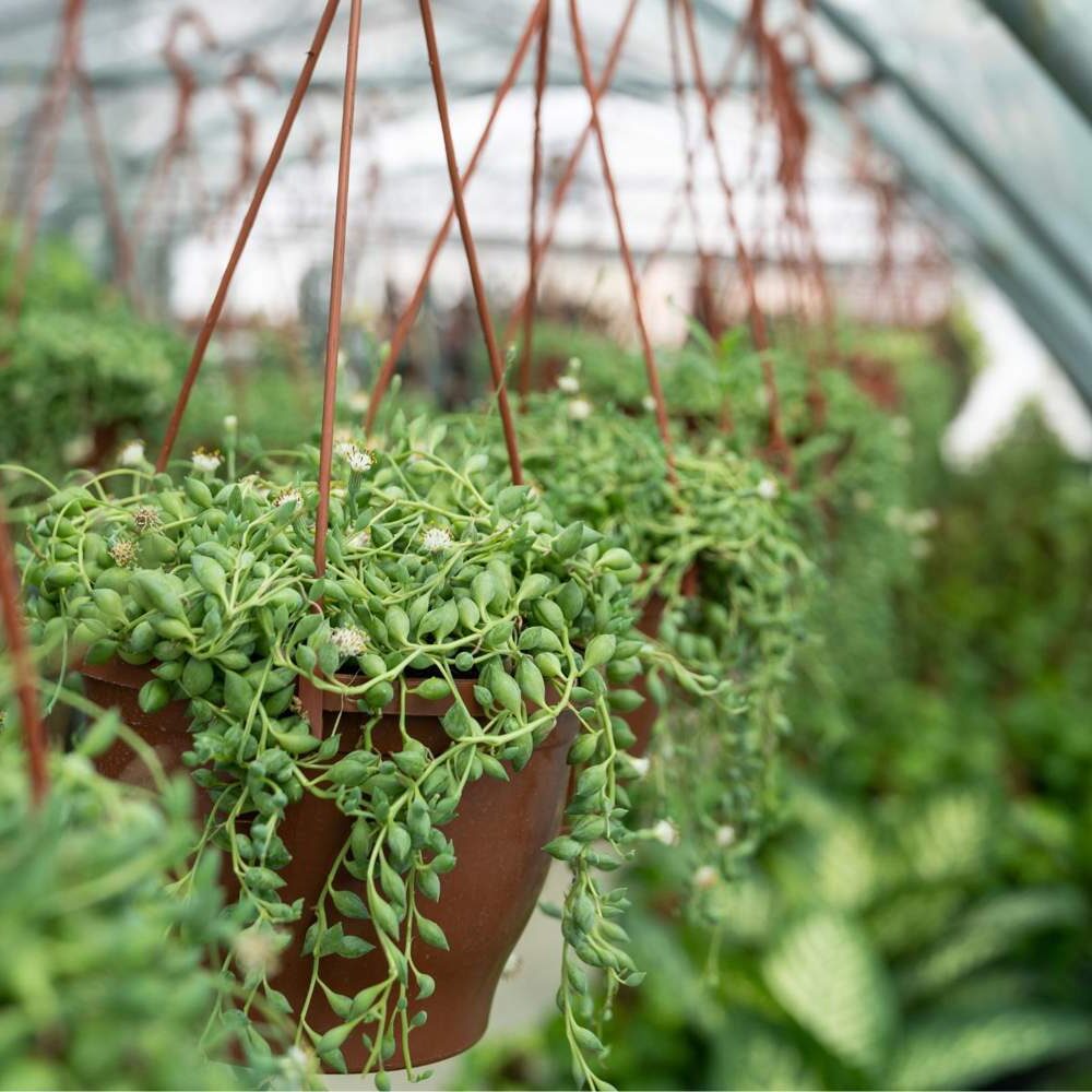 senecio vaginatus cuidados y propagacion