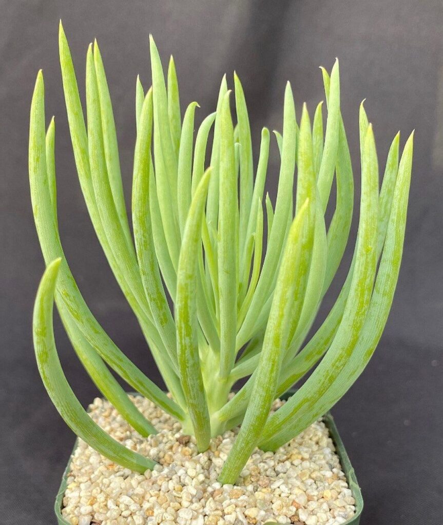 senecio vitalis pink ice guia de cuidados